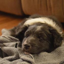 Shetland Sheepdog Puppies from Sunny Shelties
