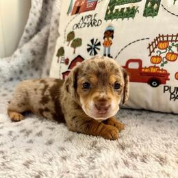 Goldie - Dapple female Dachshund puppy in Hensley, Arkansas from The Dachshund Barn
