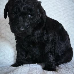 Double Doodle puppies from Southern Sunshine Doodles