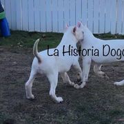 Dogo Argentino Puppies from La Historia Dogo
