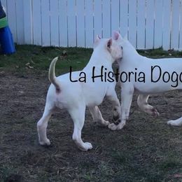 Dogo Argentino Puppies from La Historia Dogo