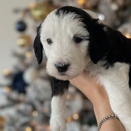 Light teal - Sheepadoodle puppy from Luv My Doodle