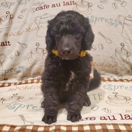 Joe - Black male Poodle puppy in Lubbock, Texas from Hidden Gems