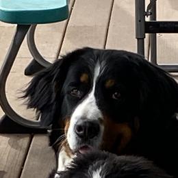 Bernedoodles and Bernese Mountain Dogs from Basin Berners