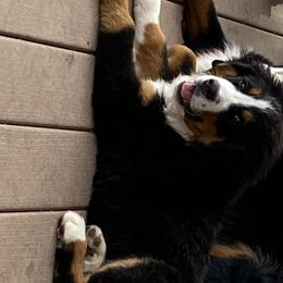 Bernedoodles and Bernese Mountain Dogs from Basin Berners