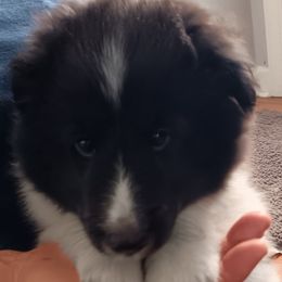 Boy 1 - Black and white male Shetland Sheepdog puppy in Walterboro, South Carolina from Pam's Shelties