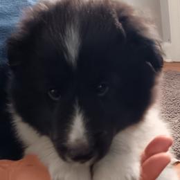 Boy 1 - Black and white male Shetland Sheepdog puppy in Walterboro, South Carolina from Pam's Shelties