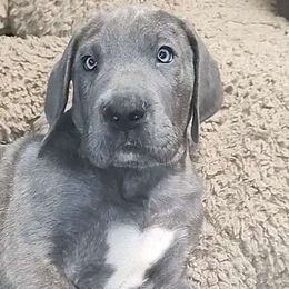 Valor - Great Dane puppy from Not So Dainty Danes