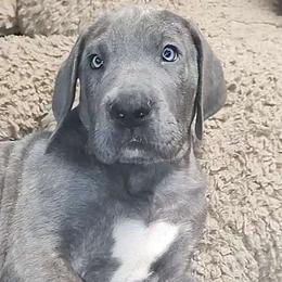 Valor - Great Dane puppy from Not So Dainty Danes