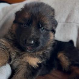 Gwyn - Black and red female German Shepherd puppy in Garland, Maine from Vom Schön Traumhund