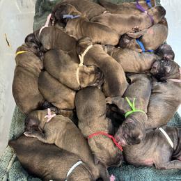 Leonberger puppies from Tir na nOg Leonbergers