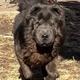 Baloo