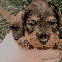 Dachshunds and Labrador Retrievers from Three Lakes Labs & WHDs