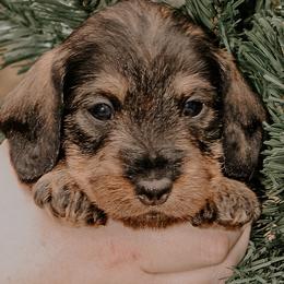 Dachshunds and Labrador Retrievers from Three Lakes Labs & WHDs