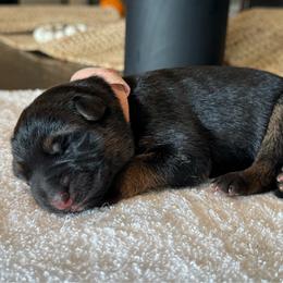 Pink - Black and red female German Shepherd puppy in Pace, Florida from Von Scheihing German Shepherds