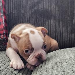 Boy 2 - Red male Boston Terrier puppy in Long Lane, Missouri from Tellier's AKC Boston Terriers Missouri