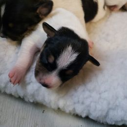Girl 3 - Black tan and white Rat Terrier puppy in Austin, Texas from Angel Flight Kennel