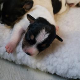 Girl 3 - Black tan and white Rat Terrier puppy in Austin, Texas from Angel Flight Kennel