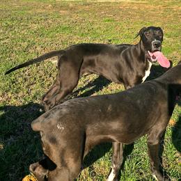 Cropped. Female D4 - Black and white female Great Dane puppy in Golconda, Illinois from Breken Great Danes