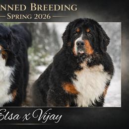 Bernese Mountain Dog puppies from Swiss Berner Bears