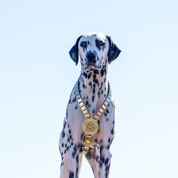 Basset Hound and Dalmatian Puppies from Lazy B Bassets and Dalmatians