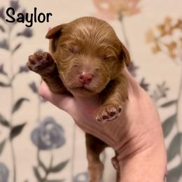 Saylor - Red  female Goldendoodle puppy in Blanchard, Oklahoma from Dream Doodles by Dondi