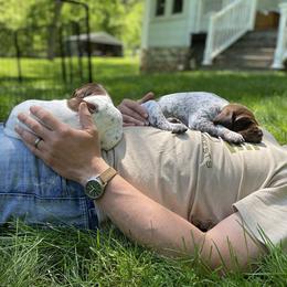 German Shorthaired Pointer Puppies from Thunder Mountain Gun Dogs
