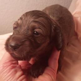 DBs Nikolaus Brass - Red male Dachshund puppy in Summerfield, Florida from D & B Ranchette