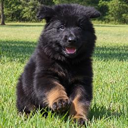 Green Collar - Male - Black and red male German Shepherd puppy in Charlotte, North Carolina from Zuflucht K9s