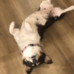 Pembroke Welsh Corgi Puppies from CB Corgis