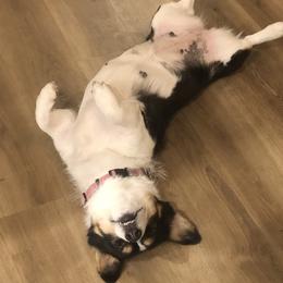 Pembroke Welsh Corgi Puppies from CB Corgis