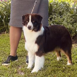 Merida - Miniature American Shepherd