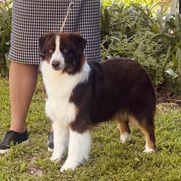 Merida - Miniature American Shepherd