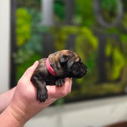 Rose (pink) - Black brindle female Dutch Shepherd puppy in Signal Mountain, Tennessee from Torgun Police Dogs