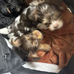 Yorkshire Terrier Puppies from MCM Acres