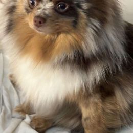 CeCe - Pomeranian