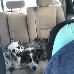 Dalmatian Puppies from Speckled Spots Dalmatians