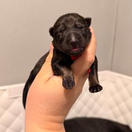 Red - Sable female German Shepherd puppy in Hammond, Louisiana from Von LaMarca German Shepherds