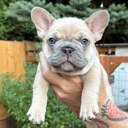 Gimli - Blue fawn male French Bulldog puppy in Sweet Home, Oregon from Foster Lake Frenchies