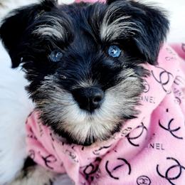 Miniature Schnauzers from The Blue Eyed Schnauzer