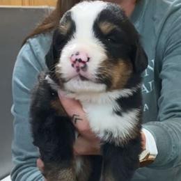 Brown Collar Male - Black rust and white male Bernese Mountain Dog puppy in Bristol, Tennessee from Holston Hollow Farm