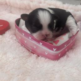 Koda - Tricolor male Shih Tzu puppy in Avondale, Arizona from Riley Family Shih Tzus
