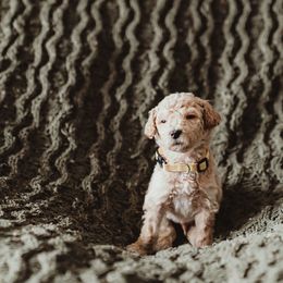 Poodle Puppies from Peterson Poodles