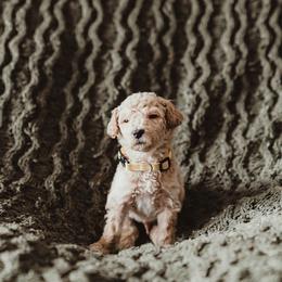 Poodle Puppies from Peterson Poodles