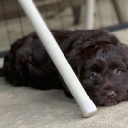 Australian Labradoodle Puppies from Charlotte Labradoodles