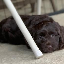 Australian Labradoodle Puppies from Charlotte Labradoodles