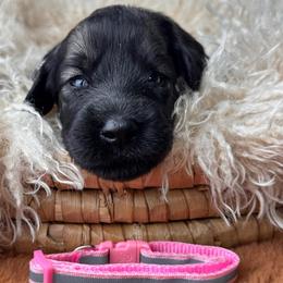 Girl 1 - Pink Collar - Pepper and salt female Giant Schnauzer puppy in St George, Utah from Schnauzer Ranch