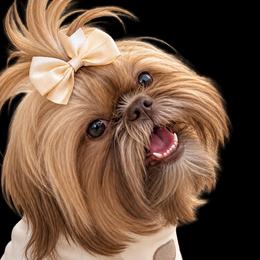 Oliver - Shih Tzu