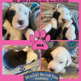 LIGHT PINK COLLAR GIRL - Black and white female Old English Sheepdog puppy in Charlo, Montana from Heavenly Hilltop Farm