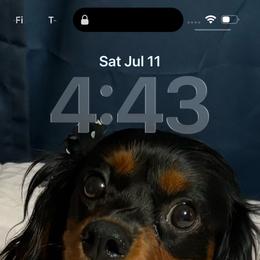 Cavalier King Charles Spaniel puppies from Family first cavaliers